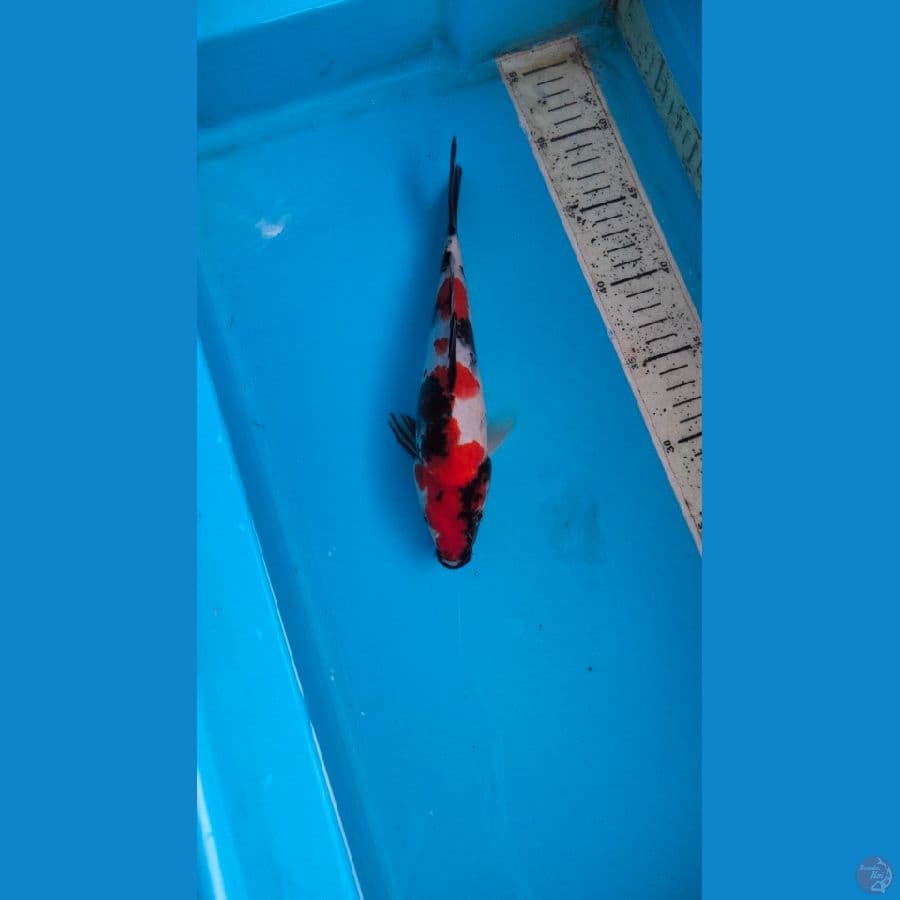 showa 23cm