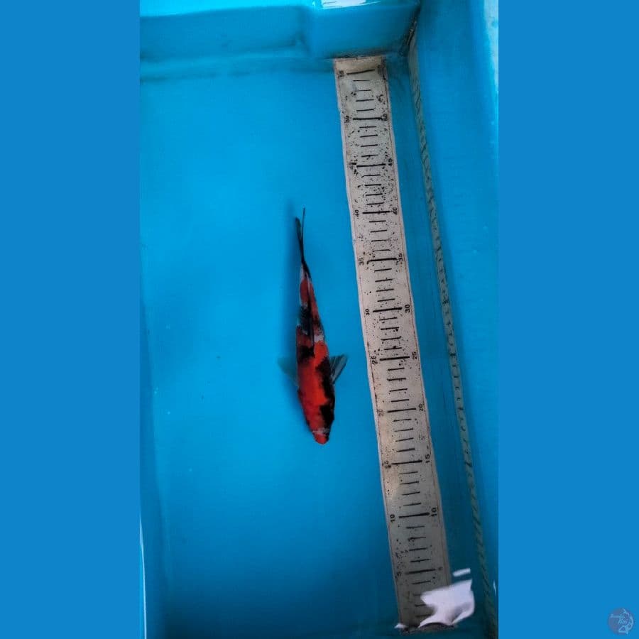 showa 22cm