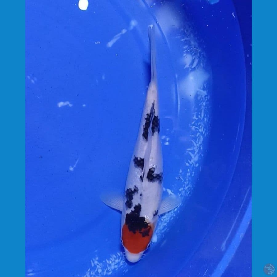 Tc Showa sz 25cm