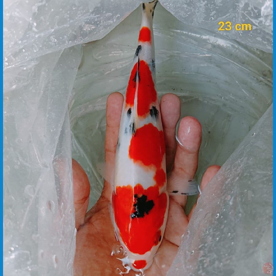 sanke 23 cm