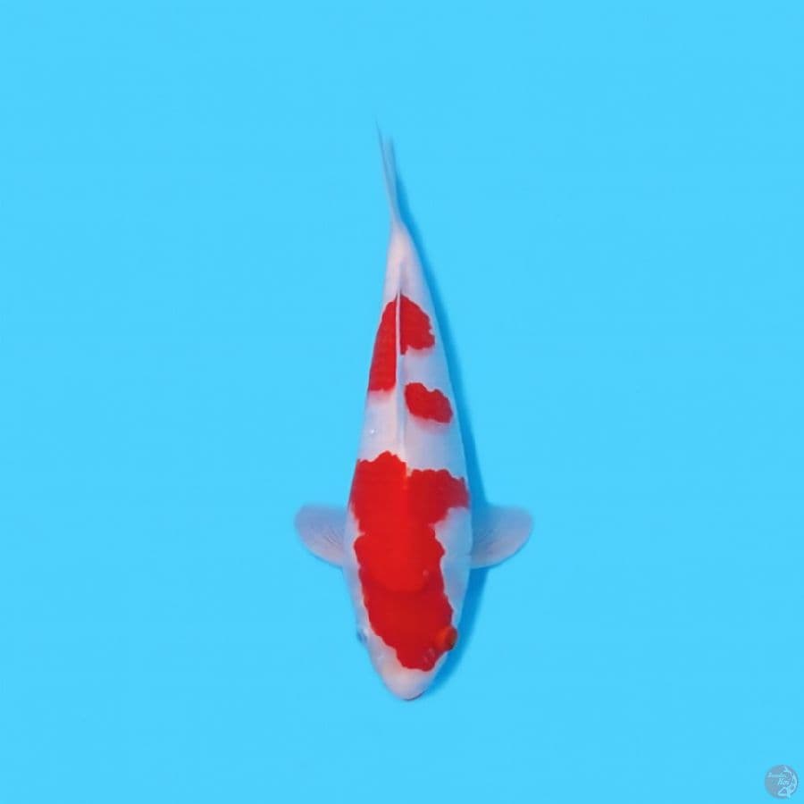 KOHAKU 31 CM - MALE