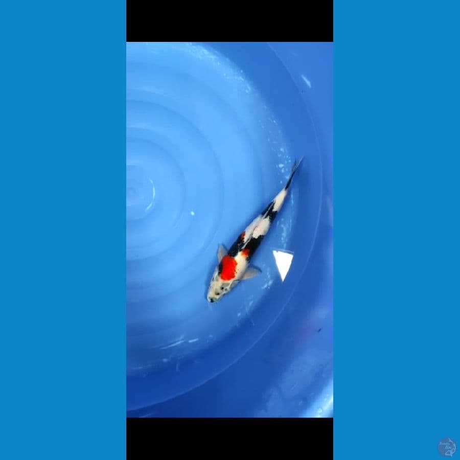 showa 35cm bu