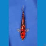 kumonriyu 28cm bu