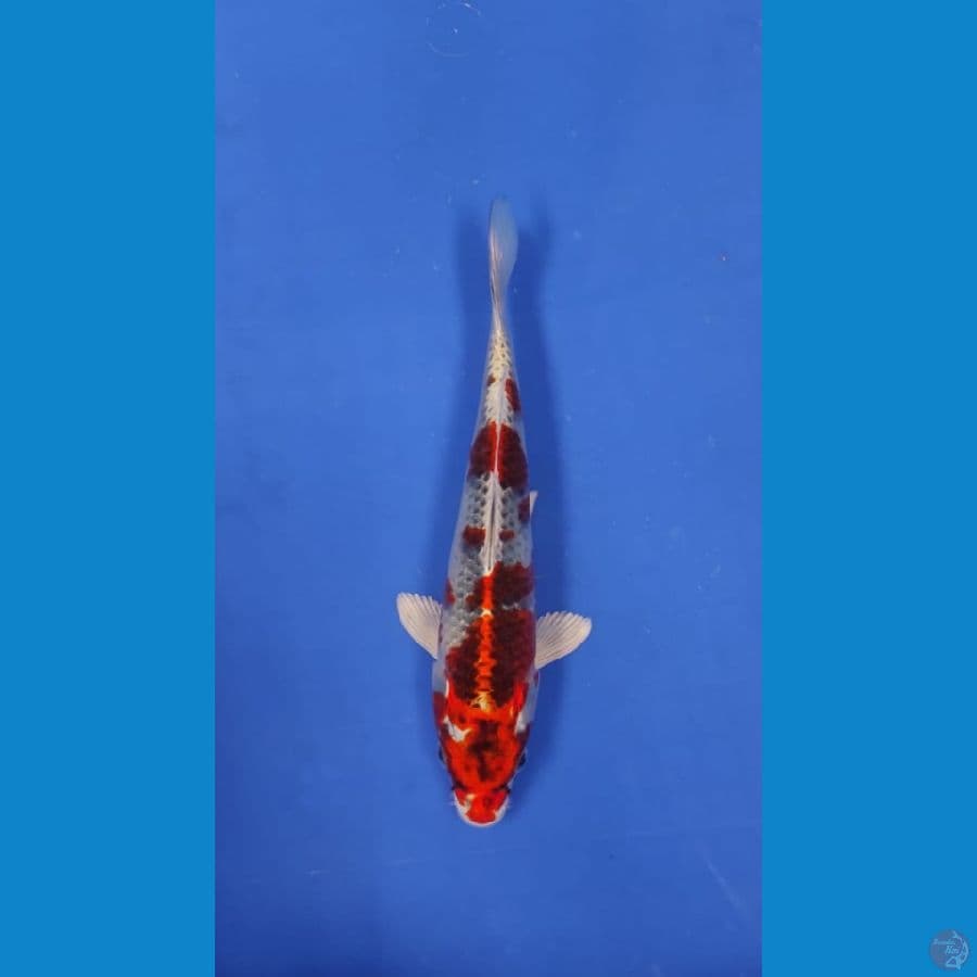 kujaku strong 25cm