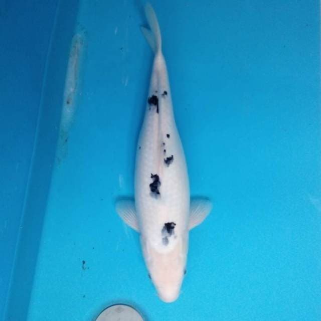 Bekko 39 cm