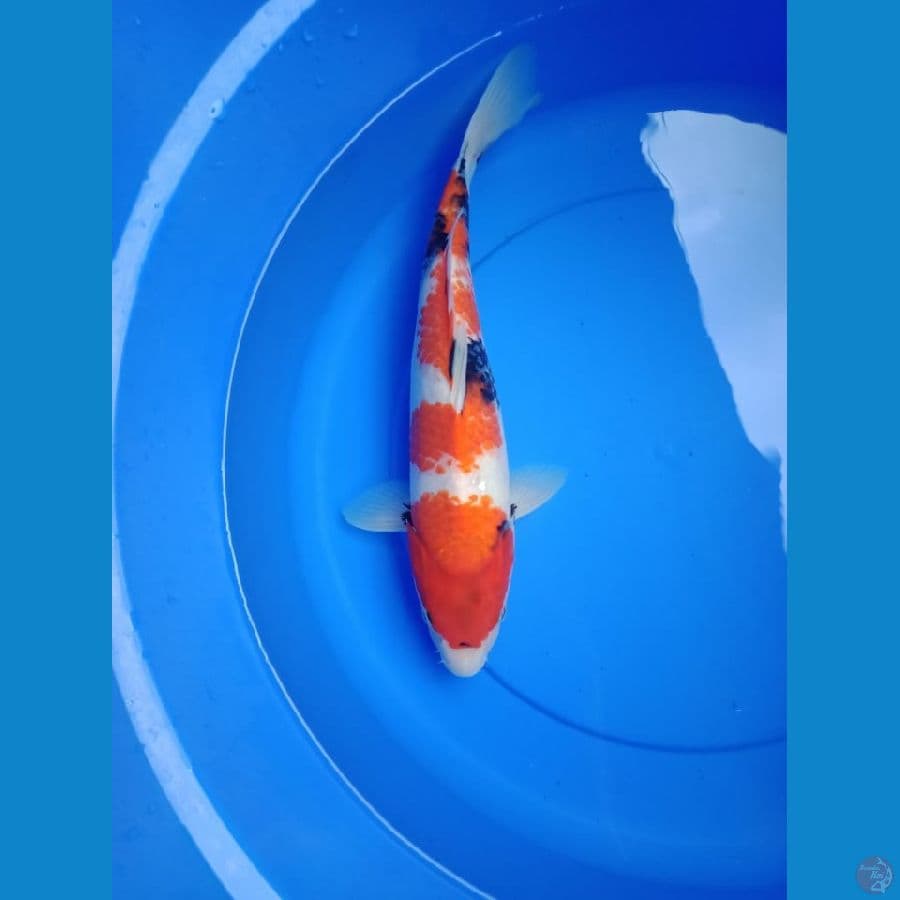 Showa 37 cm
