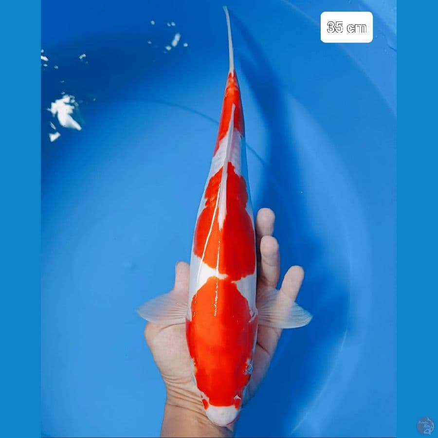 KOHAKU//35 CM