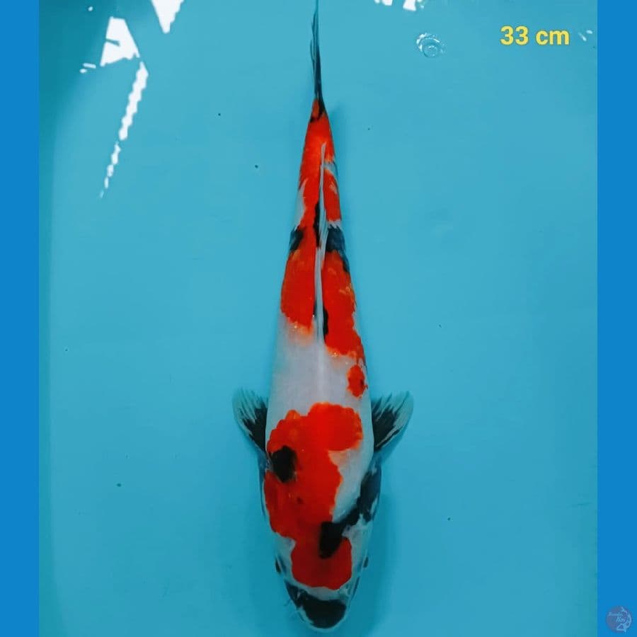 SHOWA 33 cm 