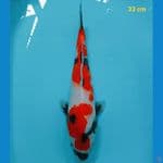 SHOWA 33 cm 