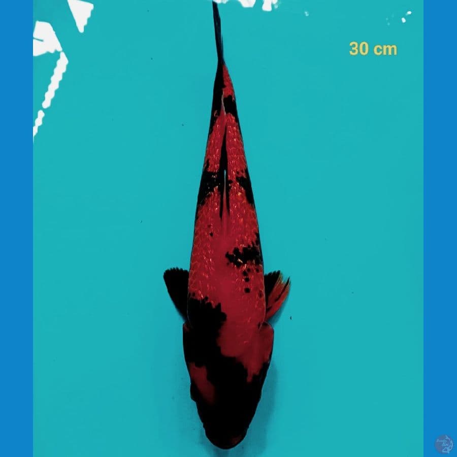 HI SHOWA F1 30 cm