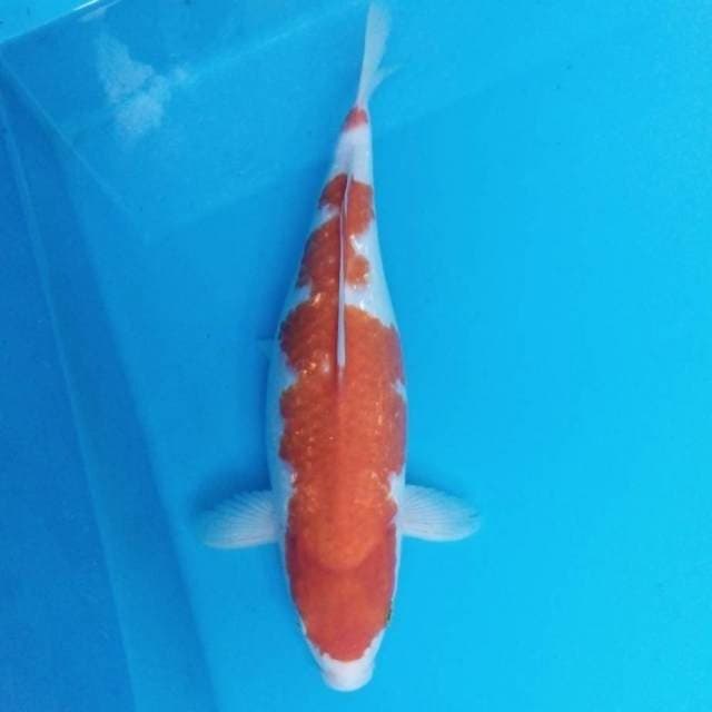 Kohaku 33 cm