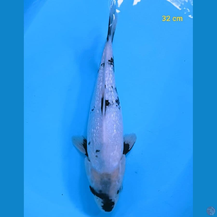 SHIRO 32 CM