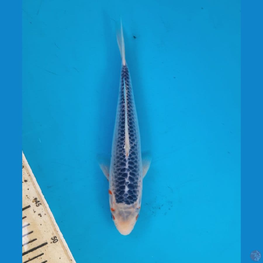 Asagi 27cm