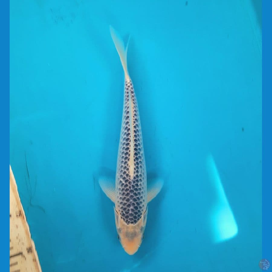 Asagi 28cm 