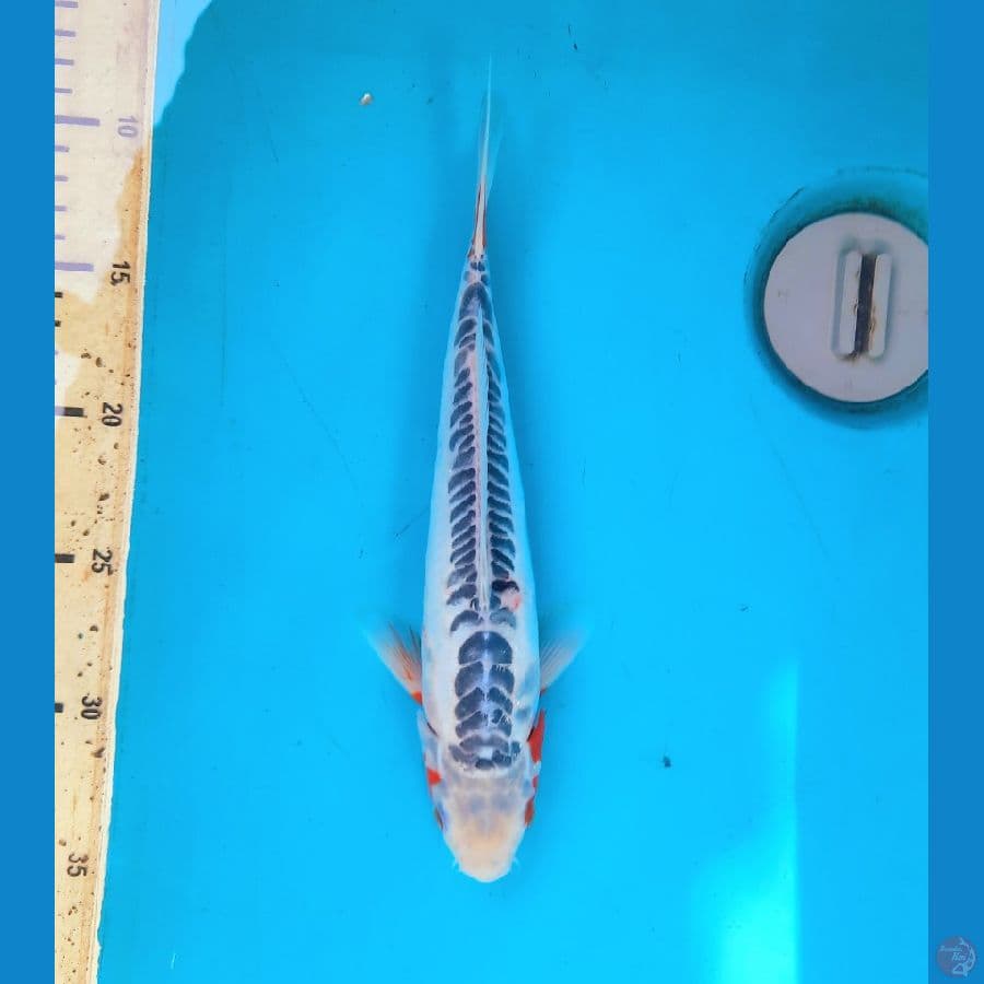 Shusui 26cm