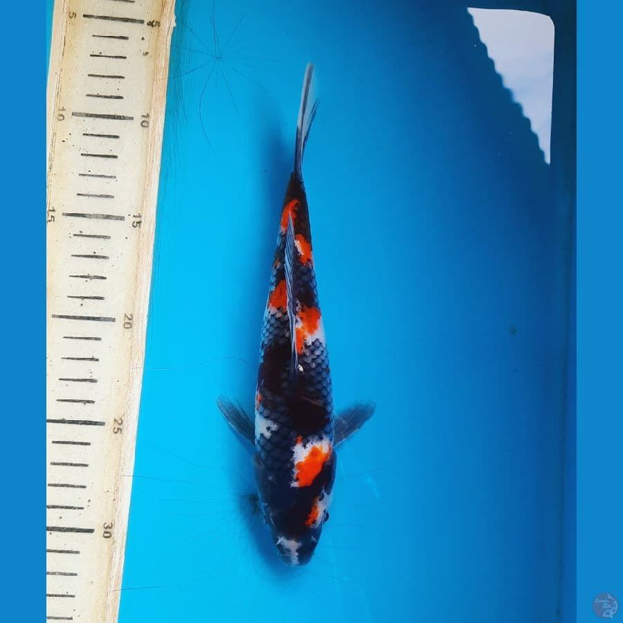 Showa 22cm
