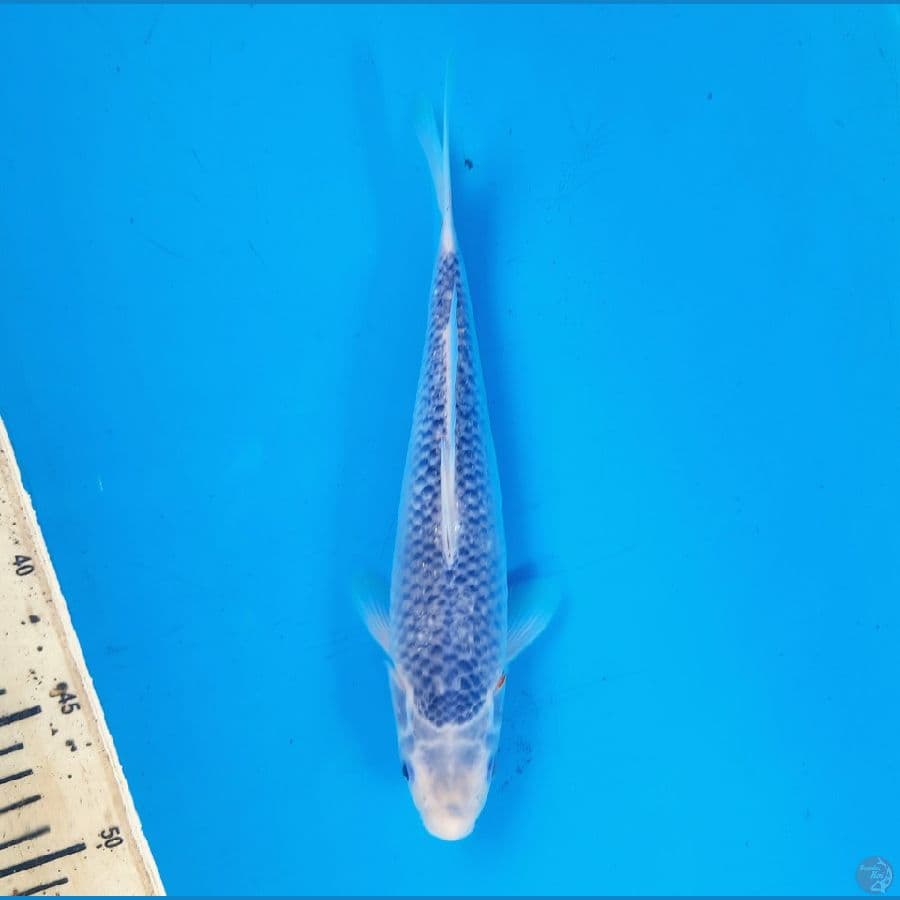 Asagi 26cm