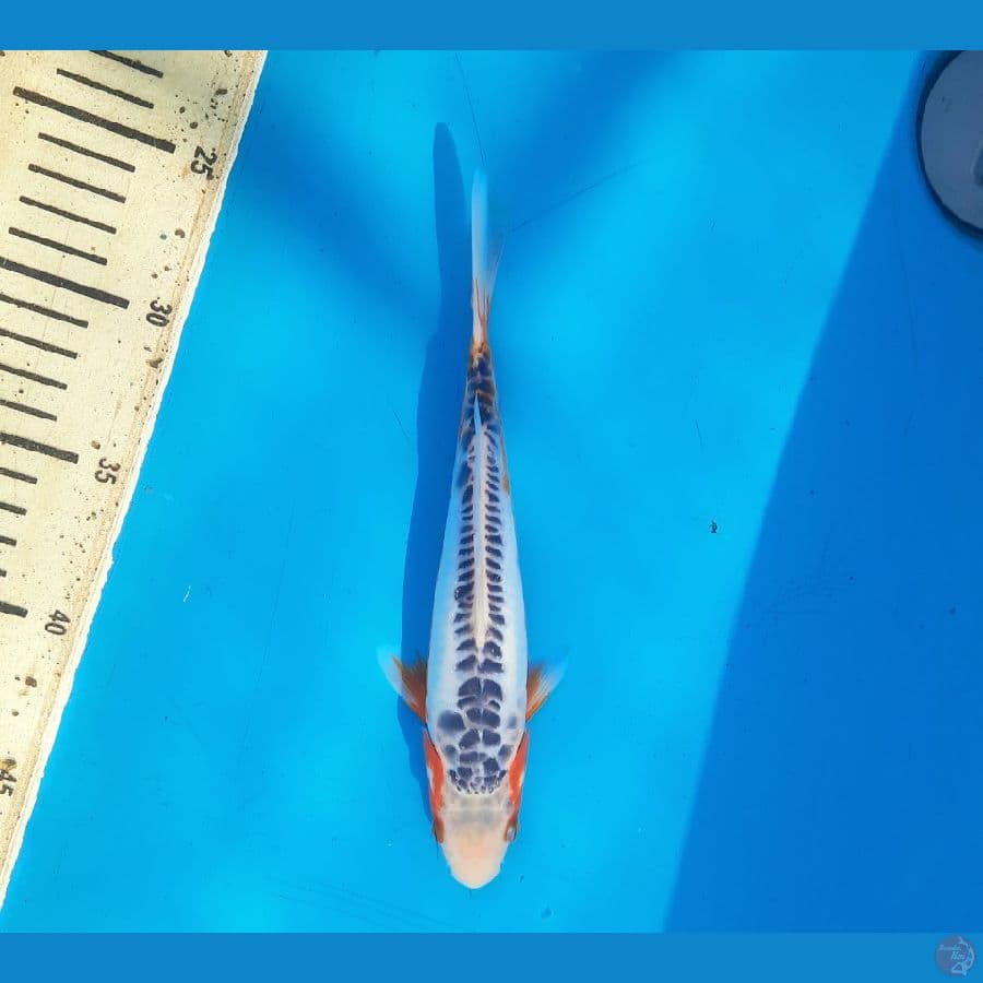 Shusui 22cm