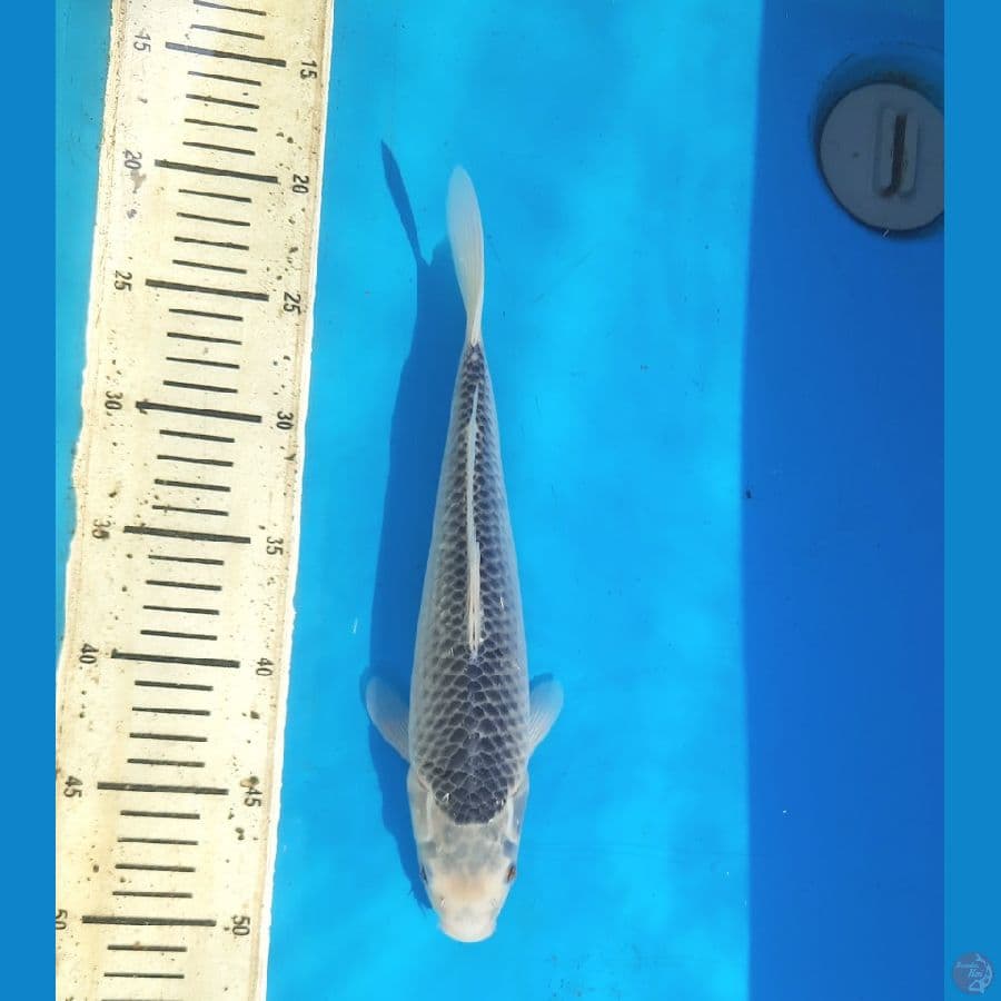 Asagi 29cm