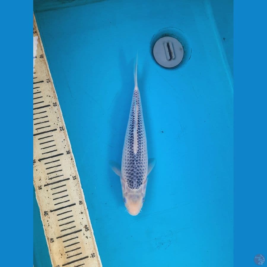 Asagi 31cm 