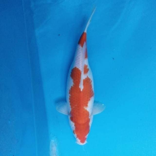 Kohaku 32 cm