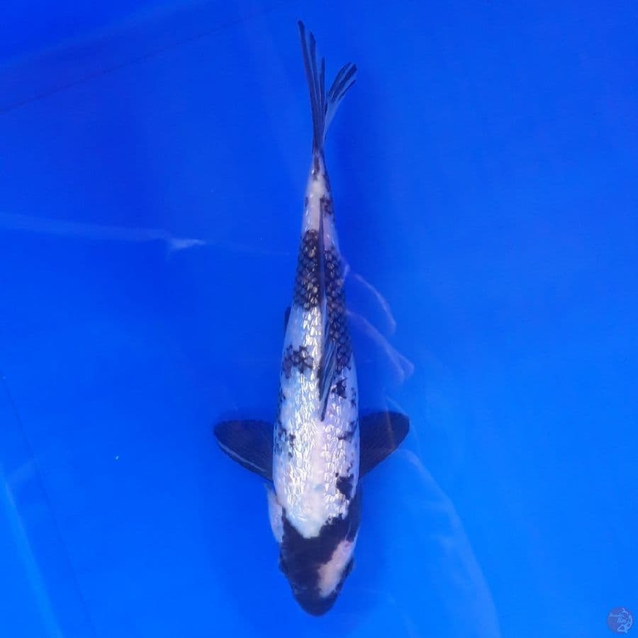 Baby - Shiro Ginrin HQ 22cm