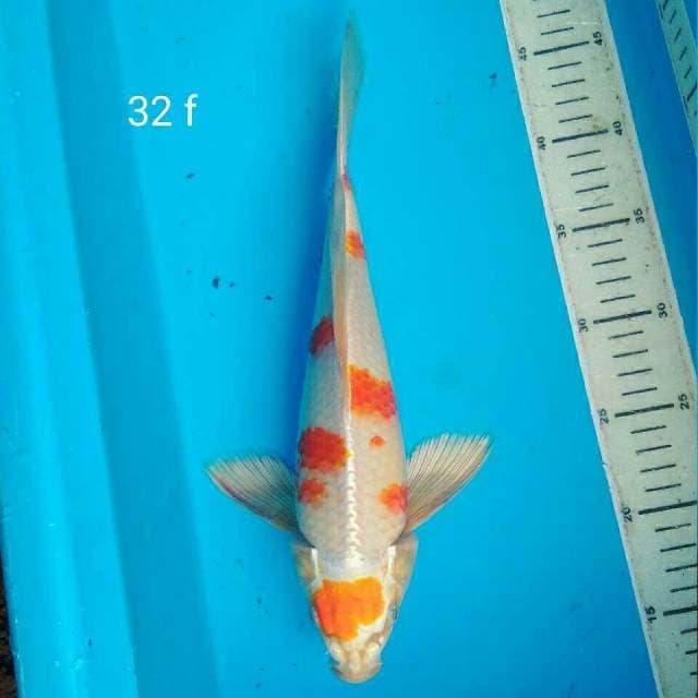 Antik Quality Bakat Jumbo