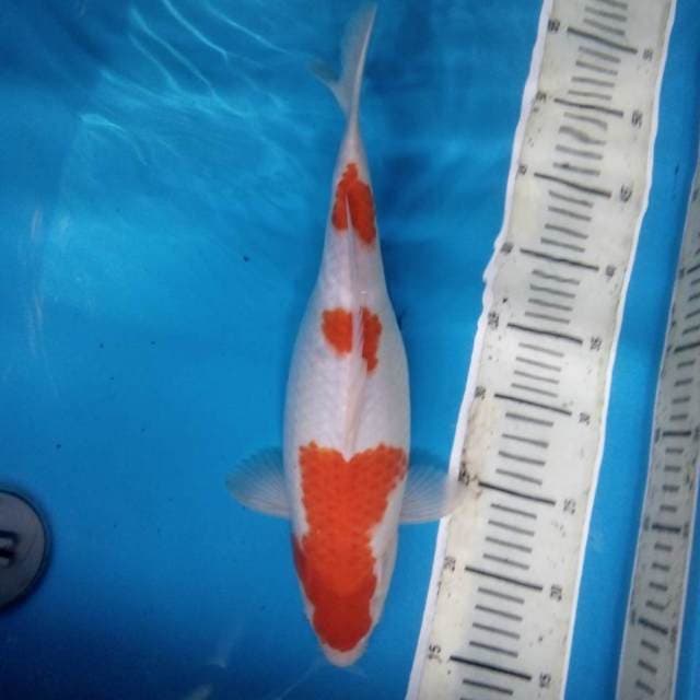 Kohaku 36 cm