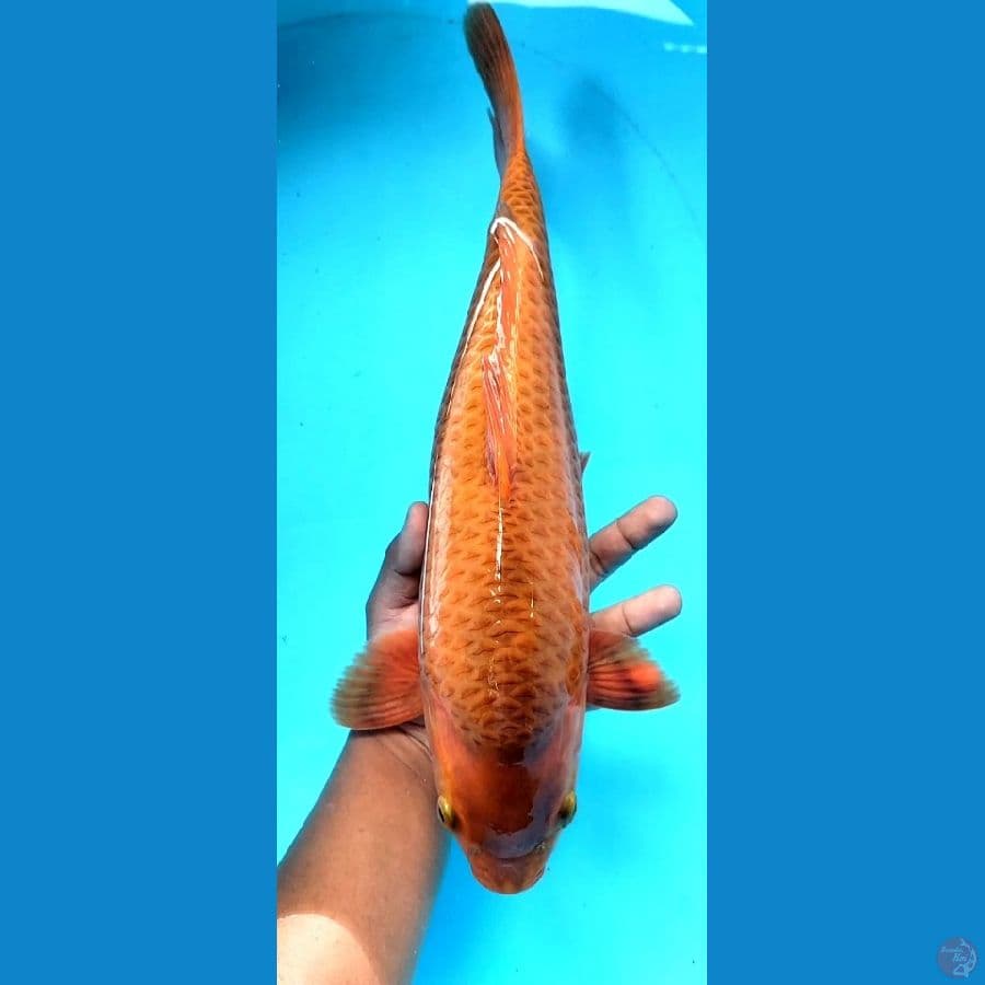 chagoi caramel 39 cm