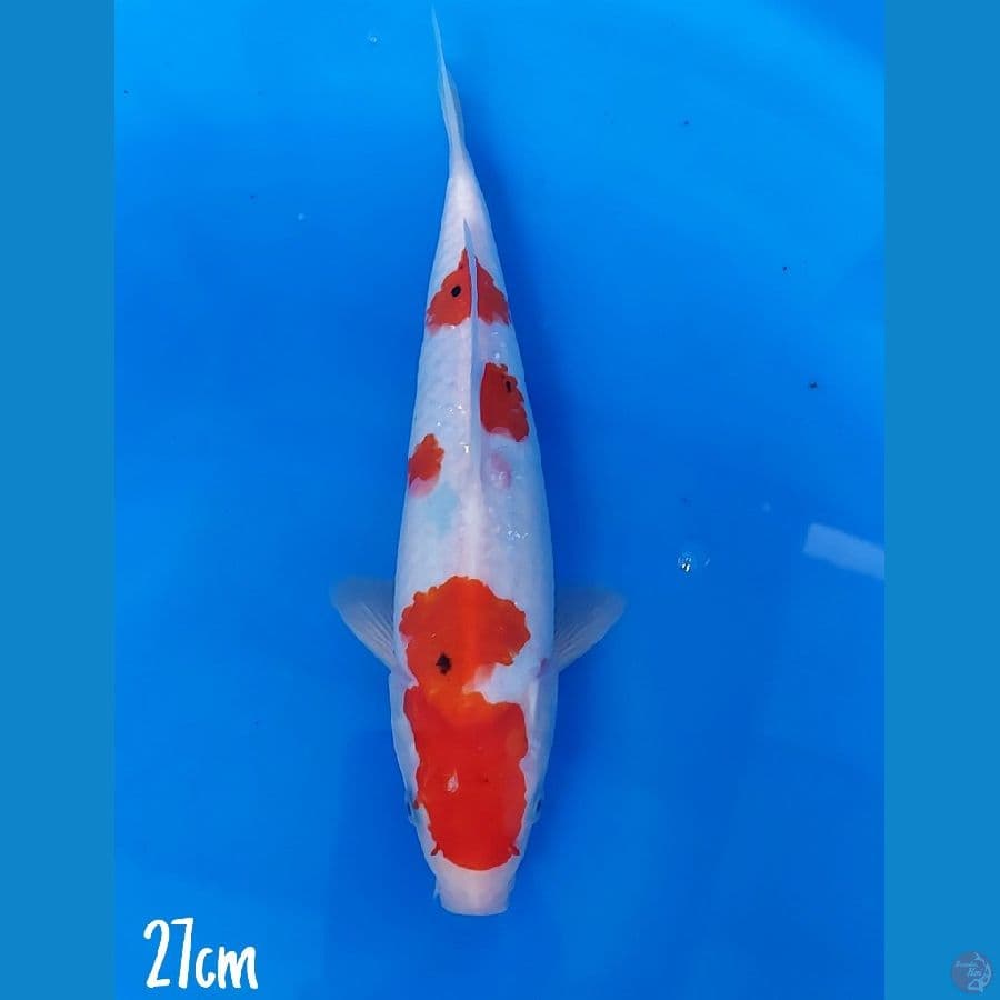 sanke Tategoi 27 cm