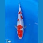 sanke Tategoi 27 cm