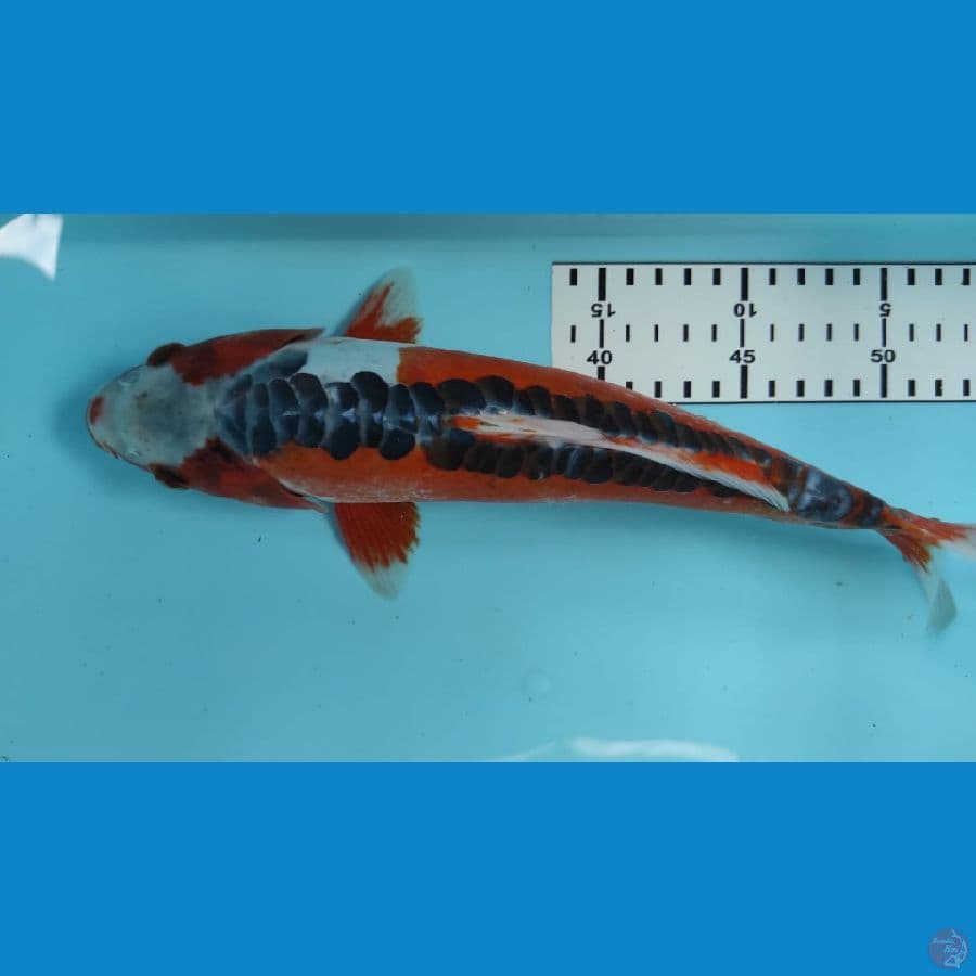 susui 31cm