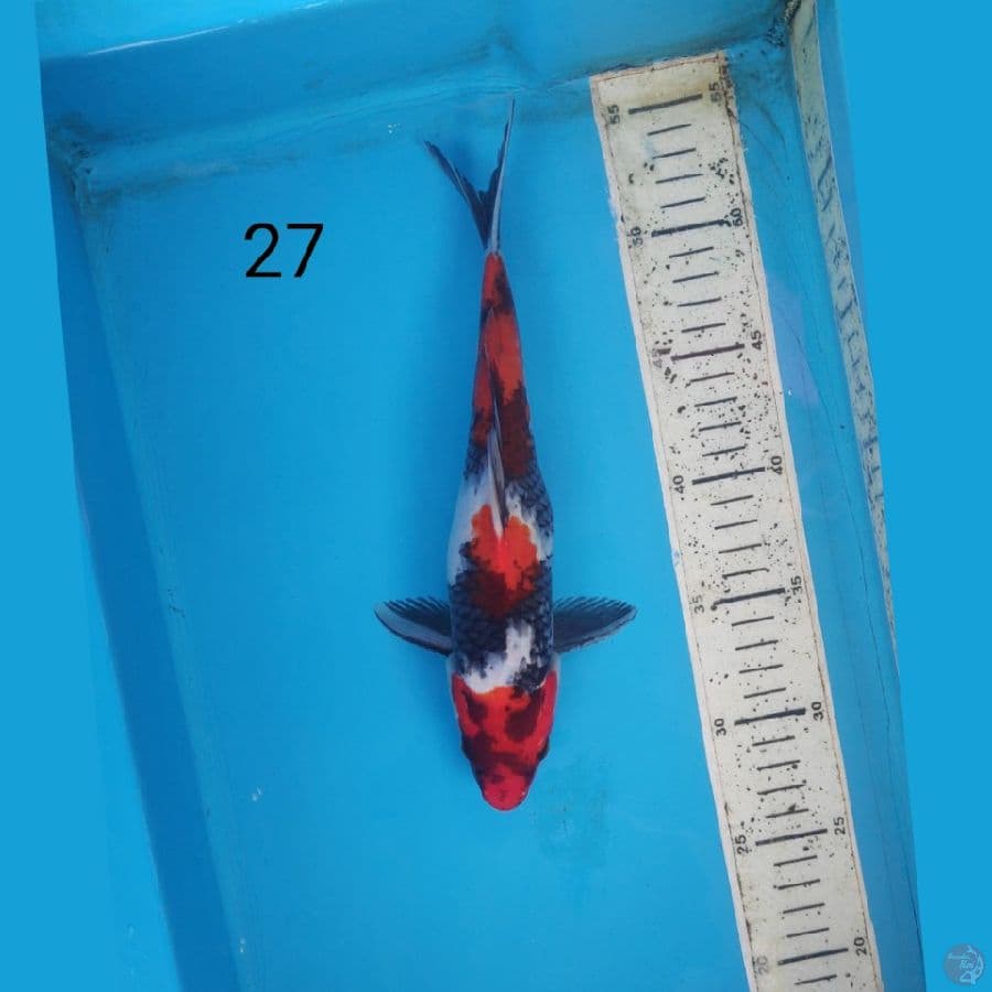 SHOWA, 27CM