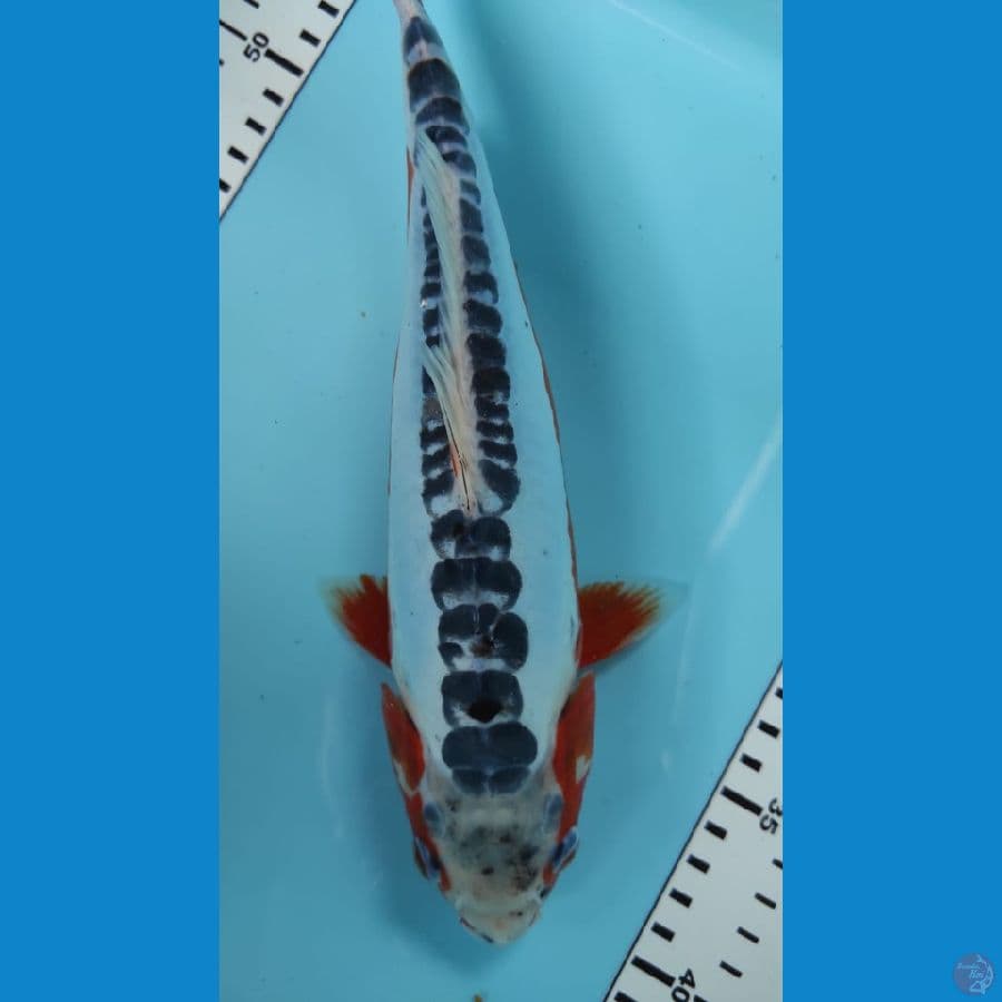susui 28cm
