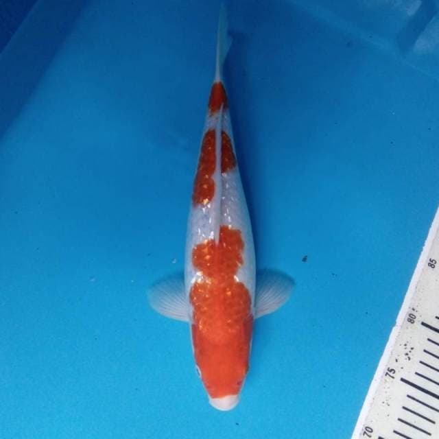 Kohaku Ginrin 33 cm