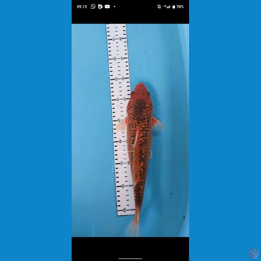 akamatsuba gindrin 33cm