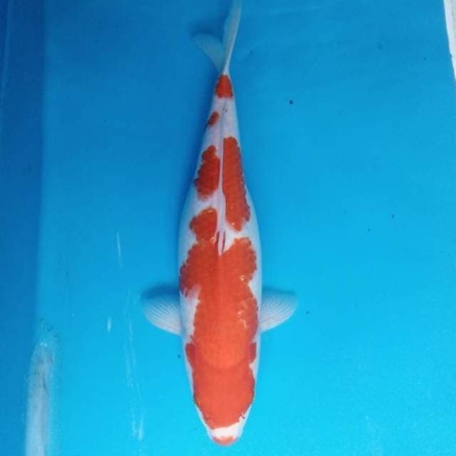 Kohaku 35 cm