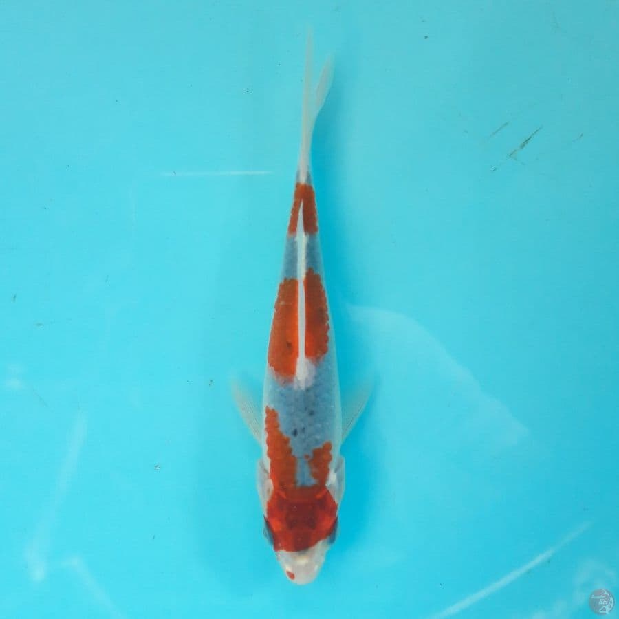 Minion - Goshiki Racing B 14cm