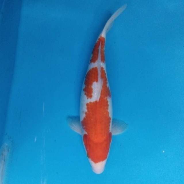 Kohaku 34 cm