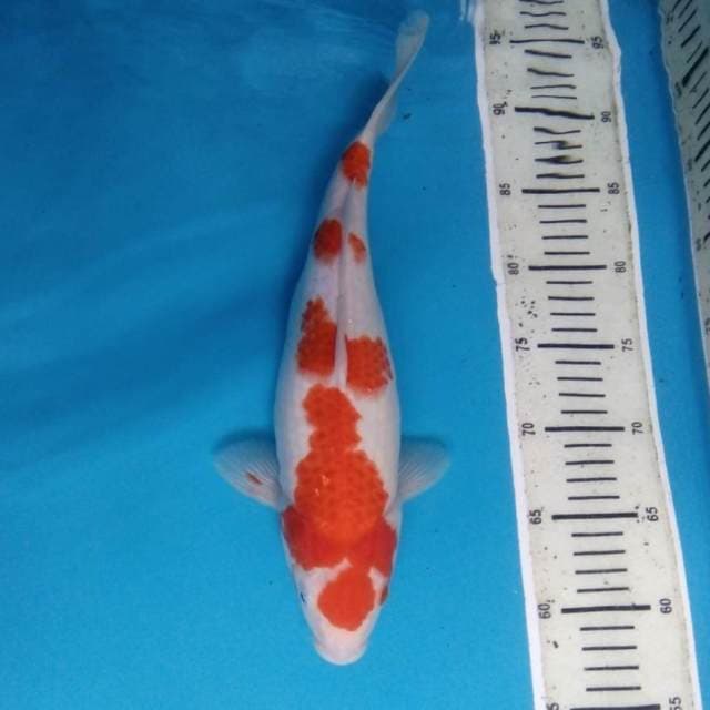 Kohaku 35 cm