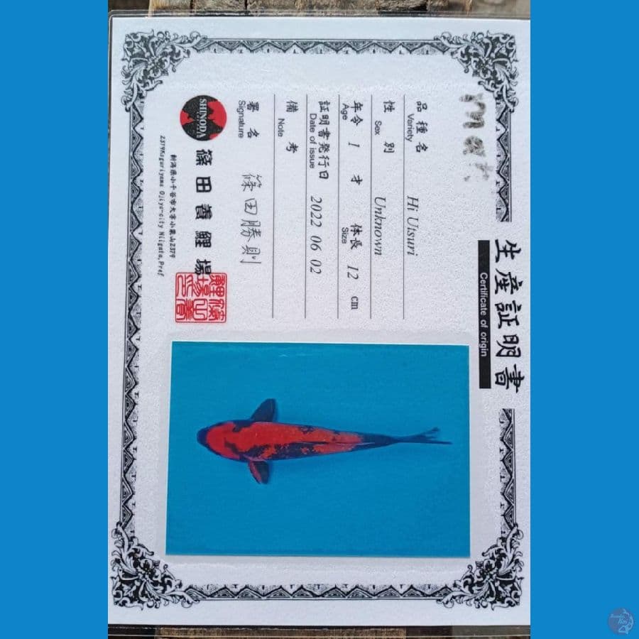 Shinoda Hi utsuri 29cm