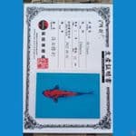 Shinoda Hi utsuri 29cm