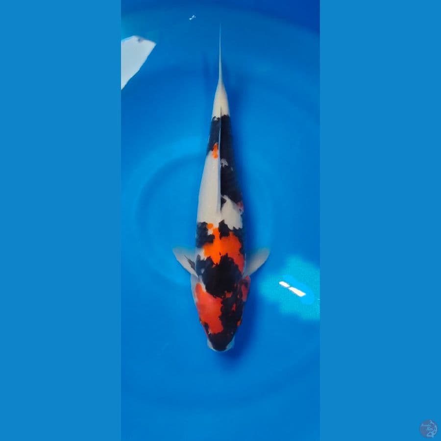 showa jantan 37 cm