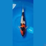showa jantan 37 cm