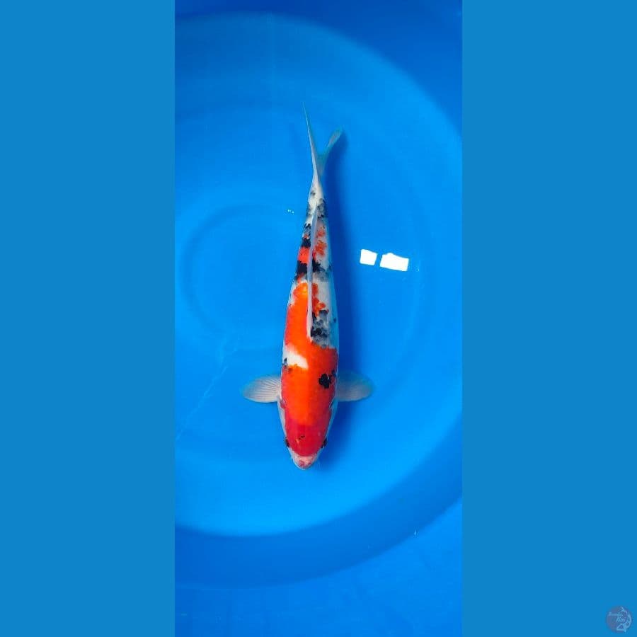 showa 39 cm jantan
