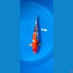 showa 39 cm jantan