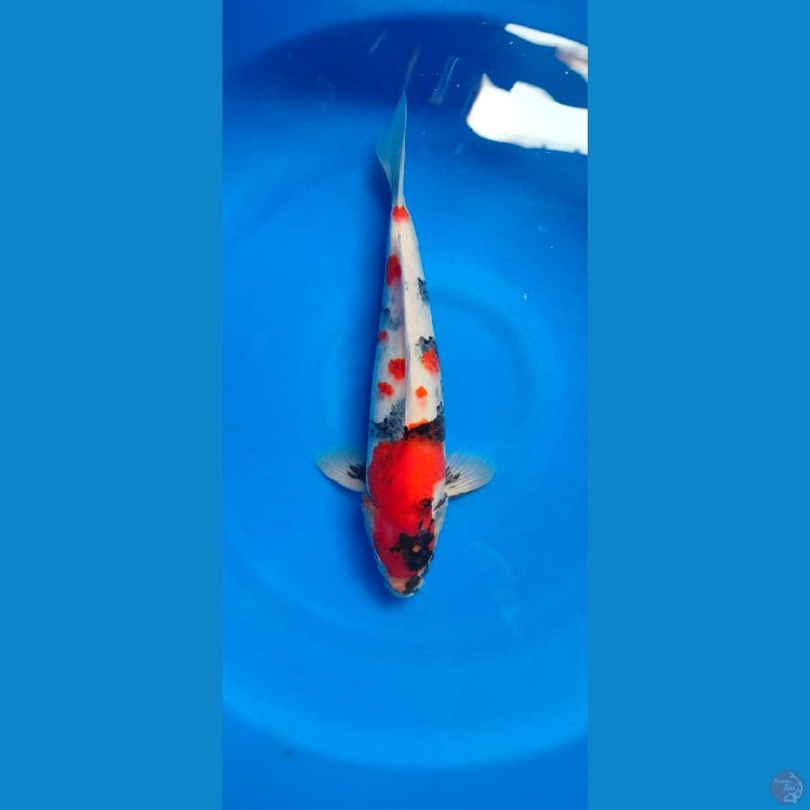 showa jantan 37 cm