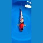 showa jantan 37 cm