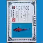 Shinoda Hi utsuri 29cm