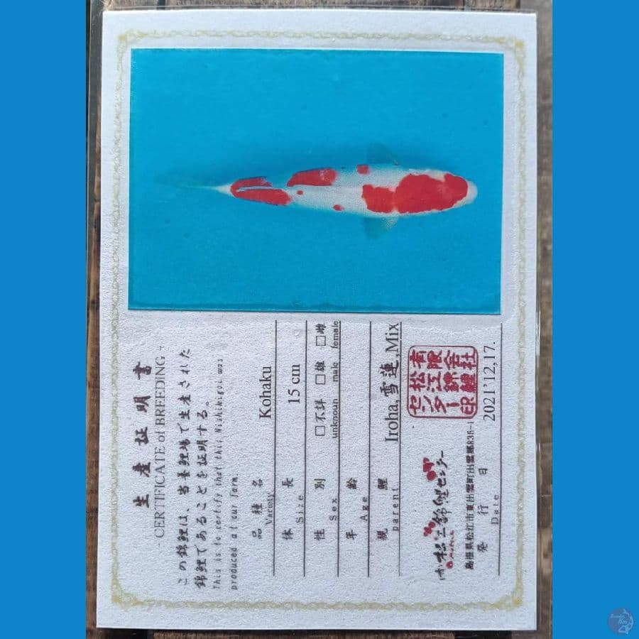 Iroha Kohaku sz 42cm